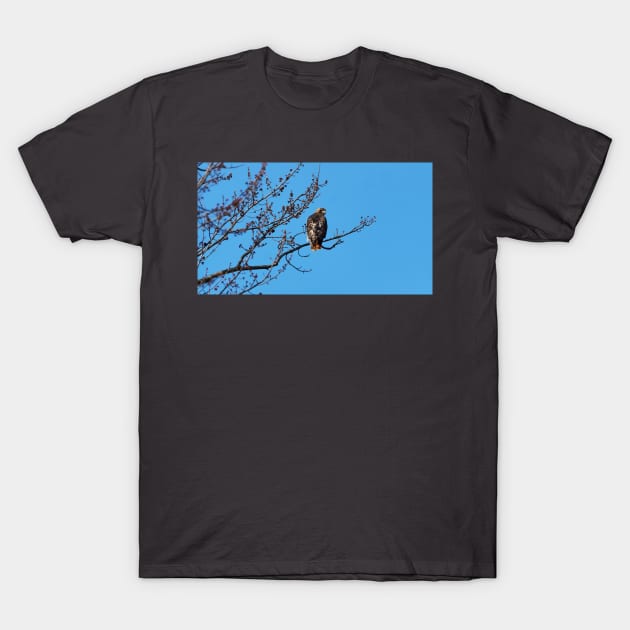 Red-tailed Hawk Perched In A Tree T-Shirt by BackyardBirder